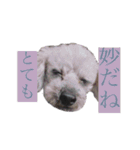 念入りに可愛い犬（個別スタンプ：35）