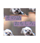 念入りに可愛い犬（個別スタンプ：36）