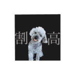 念入りに可愛い犬（個別スタンプ：37）