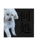 念入りに可愛い犬（個別スタンプ：39）