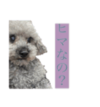 念入りに可愛い犬（個別スタンプ：40）