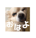 ❤❤限定❤❤（個別スタンプ：4）