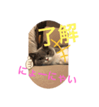 猫語スタンプ こゆ（個別スタンプ：2）