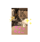 猫語スタンプ こゆ（個別スタンプ：3）