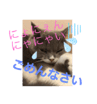 猫語スタンプ こゆ（個別スタンプ：5）