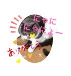 猫語スタンプ こゆ（個別スタンプ：6）