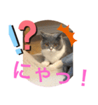 猫語スタンプ こゆ（個別スタンプ：7）