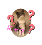 猫語スタンプ こゆ（個別スタンプ：8）