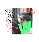 猫語スタンプ こゆ（個別スタンプ：9）