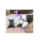 猫語スタンプ こゆ（個別スタンプ：10）