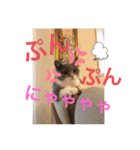 猫語スタンプ こゆ（個別スタンプ：12）