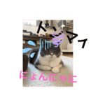 猫語スタンプ こゆ（個別スタンプ：14）