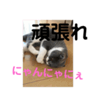 猫語スタンプ こゆ（個別スタンプ：15）