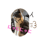 猫語スタンプ こゆ（個別スタンプ：17）