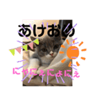 猫語スタンプ こゆ（個別スタンプ：20）