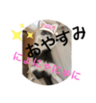 猫語スタンプ こゆ（個別スタンプ：22）