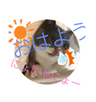 猫語スタンプ こゆ（個別スタンプ：23）