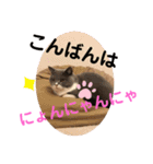 猫語スタンプ こゆ（個別スタンプ：24）