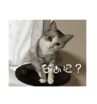 犬猫♥（個別スタンプ：1）