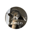 犬猫♥（個別スタンプ：3）