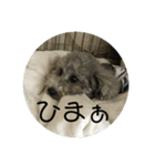 犬猫♥（個別スタンプ：4）