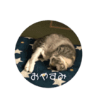 犬猫♥（個別スタンプ：5）