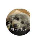 犬猫♥（個別スタンプ：6）