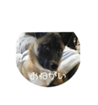 犬猫♥（個別スタンプ：7）