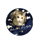 犬猫♥（個別スタンプ：8）