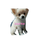 momo dog スタンプ（個別スタンプ：1）
