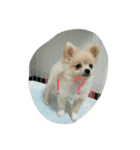momo dog スタンプ（個別スタンプ：2）
