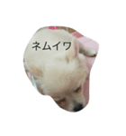 momo dog スタンプ（個別スタンプ：3）