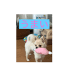 momo dog スタンプ（個別スタンプ：5）