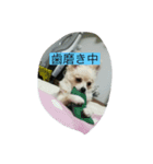 momo dog スタンプ（個別スタンプ：7）