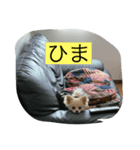 momo dog スタンプ（個別スタンプ：8）