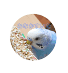 インコ大好き（個別スタンプ：1）