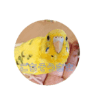 インコ大好き（個別スタンプ：3）