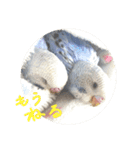 インコ大好き（個別スタンプ：4）