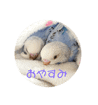 インコ大好き（個別スタンプ：5）