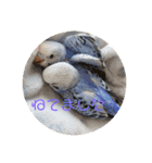 インコ大好き（個別スタンプ：6）