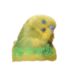 インコ大好き（個別スタンプ：8）