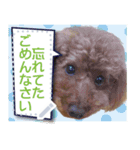 愛犬トイプのコミュニケーション3（個別スタンプ：1）