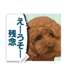 愛犬トイプのコミュニケーション3（個別スタンプ：3）