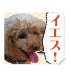 愛犬トイプのコミュニケーション3（個別スタンプ：5）