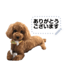 toy poodle MILI message stamp（個別スタンプ：1）