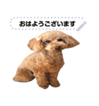 toy poodle MILI message stamp（個別スタンプ：2）