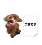 toy poodle MILI message stamp（個別スタンプ：3）