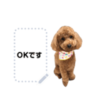 toy poodle MILI message stamp（個別スタンプ：4）