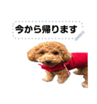 toy poodle MILI message stamp（個別スタンプ：5）