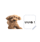 toy poodle MILI message stamp（個別スタンプ：6）